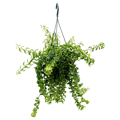 Растение горшечное Эсхинантус/Aeschynanthus 'Twister'