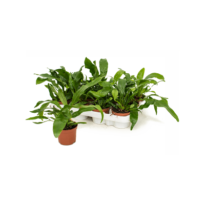 Растение горшечное Аглаоморфа/Aglaomorpha coronans 12/tray