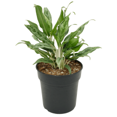 Aglaonema 'Greyhound'