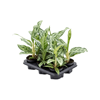Растение горшечное Аглаонема/Aglaonema 'Laurel Green' 6/tray