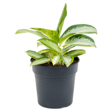 Aglaonema 'Silver Blue'