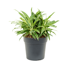 Aglaonema 'Zebra Feathers'