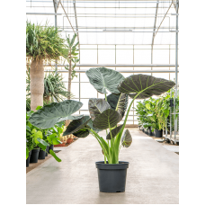 Alocasia 'Regal Shields'