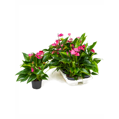 Растение горшечное Антуриум/Anthurium andraeanum 'Cirano' 6/tray