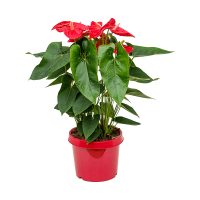 Растение горшечное Антуриум/Anthurium andraeanum 'Dakota'