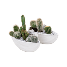 Arrangement cacti 2/tray