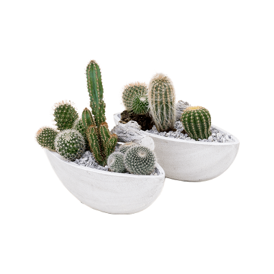 Растение горшечное Кактус/Arrangement cacti 2/tray