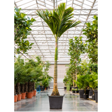 Areca catechu dwarf