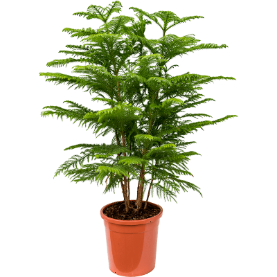Растение горшечное Араукария/Araucaria heterophylla