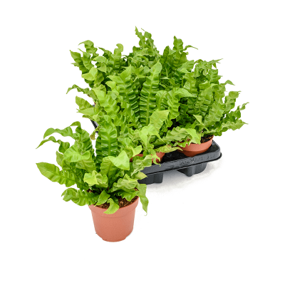 Растение горшечное Асплениум/Asplenium nidus 'Crispy Wave' 6/tray