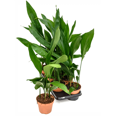 Растение горшечное Аспидистра/Aspidistra elatior 6/tray