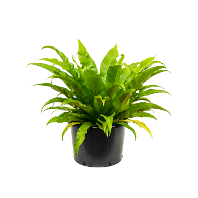 Растение горшечное Асплениум/Asplenium antiquum
