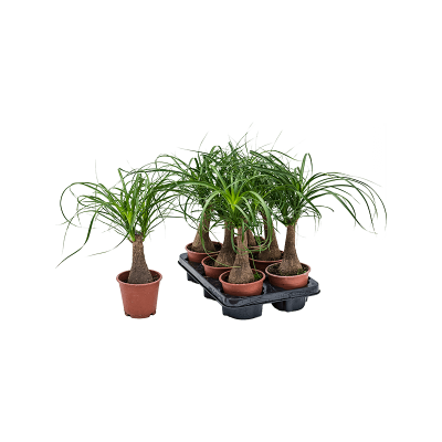Растение горшечное Бокарнея/Beaucarnea recurvata 6/tray