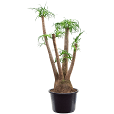 Beaucarnea recurvata