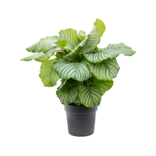 Calathea orbifolia