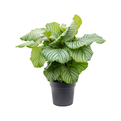 Растение горшечное Калатея/Calathea orbifolia