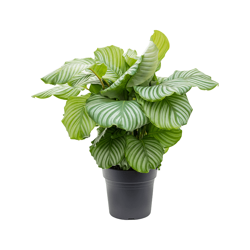 Calathea орбифолия