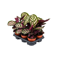 Calathea silvia 6/tray