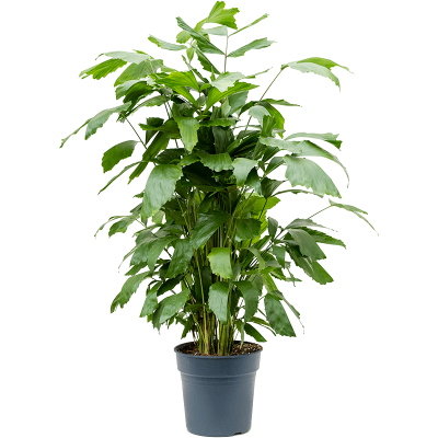 Растение горшечное Кариота/Caryota mitis