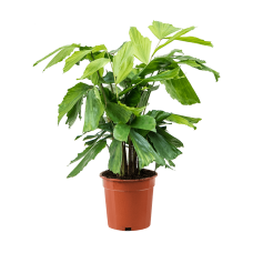 Caryota mitis
