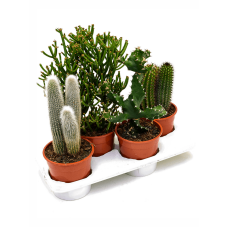 Kaktus mix 4/tray