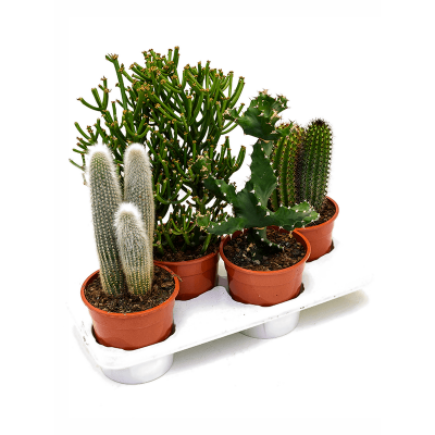 Растение горшечное Кактус/Kaktus mix 4/tray