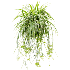 Chlorophytum comosum 'Ocean'