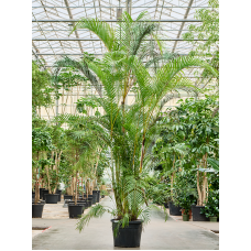 Dypsis (Areca) lutescens