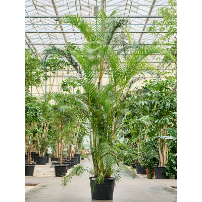 Растение горшечное Дипсис/Dypsis (Areca) lutescens