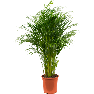 Растение горшечное Арека/Dypsis (Areca) lutescens