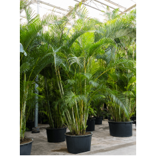 Dypsis (Areca) lutescens (450-500)