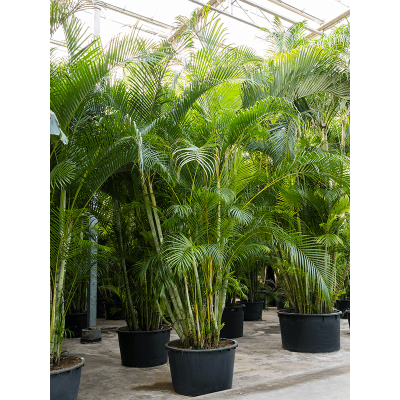 Растение горшечное Дипсис/Dypsis (Areca) lutescens (450-500)