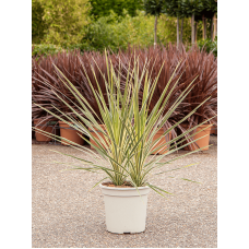 Cordyline australis 'Dazzler'