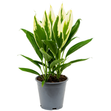 Cordyline fruticosa 'Conga'