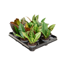 Croton (Codiaeum) variegatum 'Petra' 12/tray