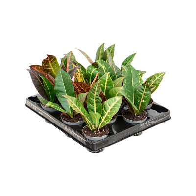 Растение горшечное Кротон/Croton (Codiaeum) variegatum 'Petra' 12/tray