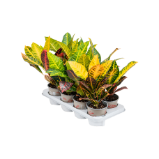Croton (Codiaeum) variegatum 'Petra' 8/tray