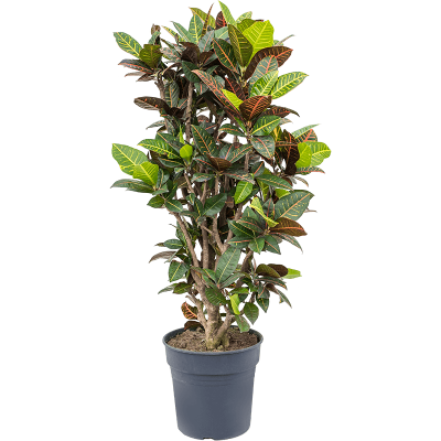 Растение горшечное Кротон/Croton (Codiaeum) variegatum 'Petra'
