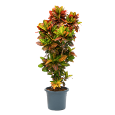 Croton (Codiaeum) variegatum 'Petra'