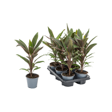 Cordyline fruticosa 'Rumba' 6/tray