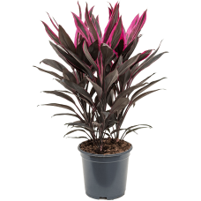 Cordyline fruticosa 'Tango'