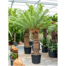 Cycas revoluta