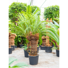 Cycas revoluta