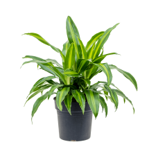 Dracaena fragans 'Arco Iris'