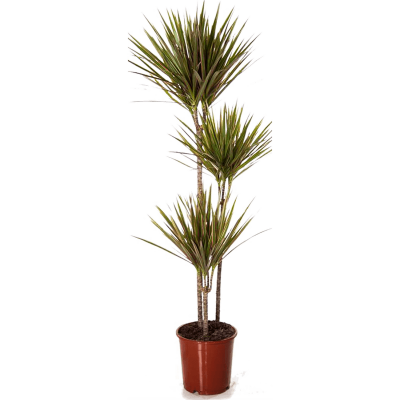 Растение горшечное Драцена/Dracaena marginata 'Bicolor'