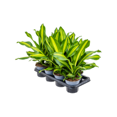 Dracaena fragrans 'Burley' 7/tay
