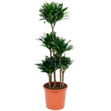 Dracaena compacta