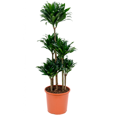 Растение горшечное Драцена/Dracaena compacta