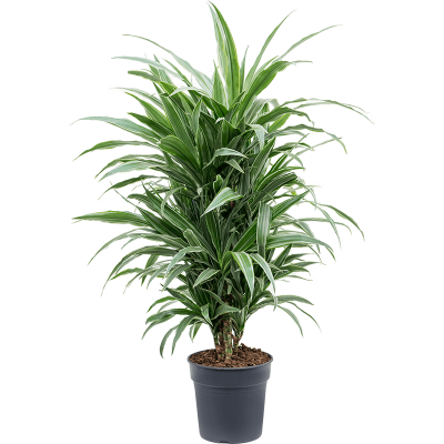 Растение горшечное Драцена/Dracaena deremensis