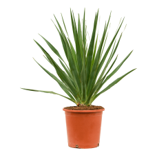 Dracaena draco